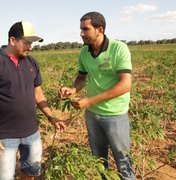 Prefeitura disponibiliza técnicos agrícolas para monitoramento do plantio em Lagoa da Canoa