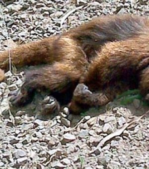 Morte de macaco por febre amarela é confirmada em território alagoano