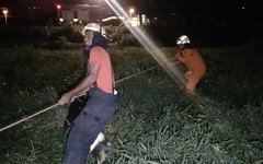 Com ajuda de populares, bombeiros resgatam boi atolado em brejo 