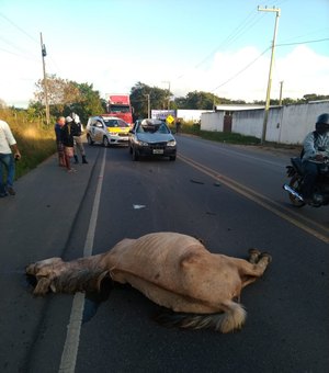 Veículo colide em cavalo solto na AL 110 em Arapiraca