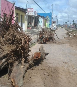 Prefeitura é autuada por supressão irregular de árvores