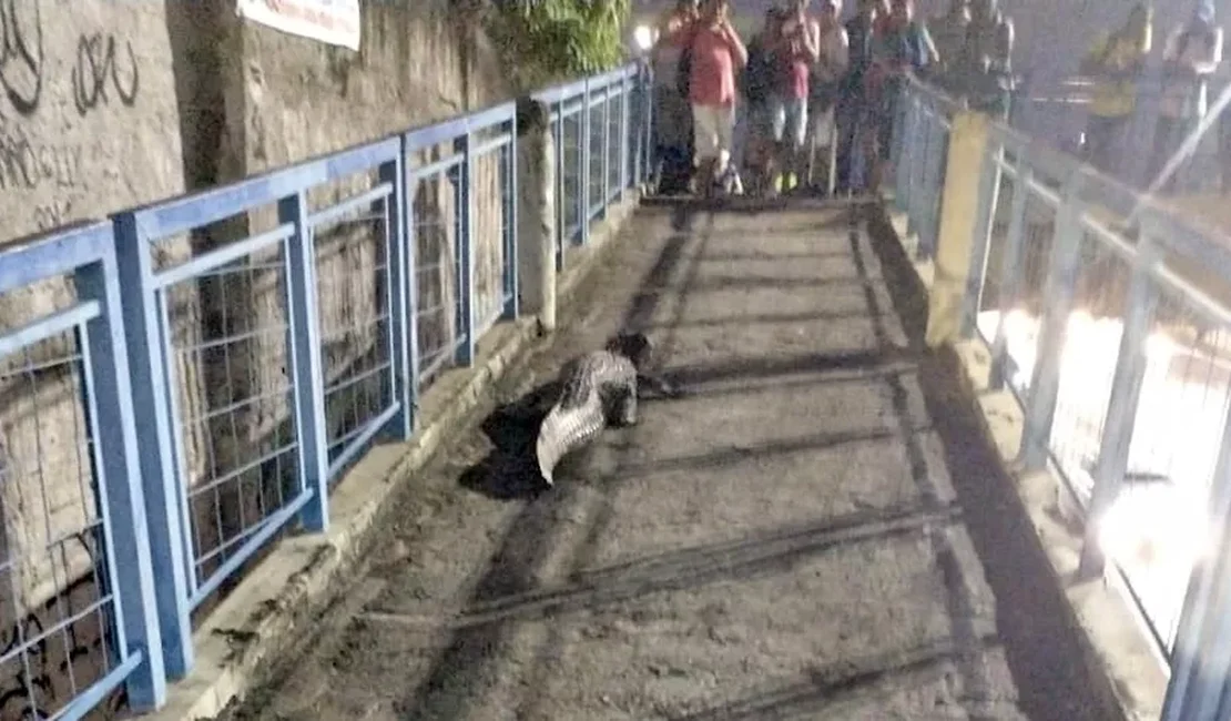 Vídeo: jacaré é visto em passarela de pedestres no Rio de Janeiro