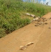 [Vídeo] Em Arapiraca, moradores denunciam descarte de restos de animais em estrada