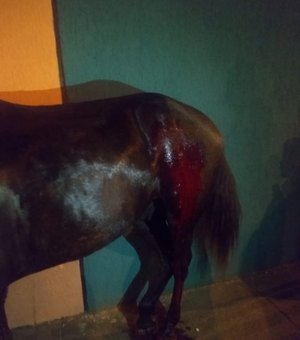 [Atualizada] Cavalo é atingido durante ação da polícia no combate ao tráfico de drogas, em Arapiraca