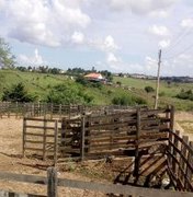 Em Arapiraca: Vacinação contra febre aftosa fecha feira do gado na próxima segunda-feira