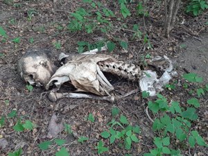 Cadáver é encontrado em zona rural de Igaci