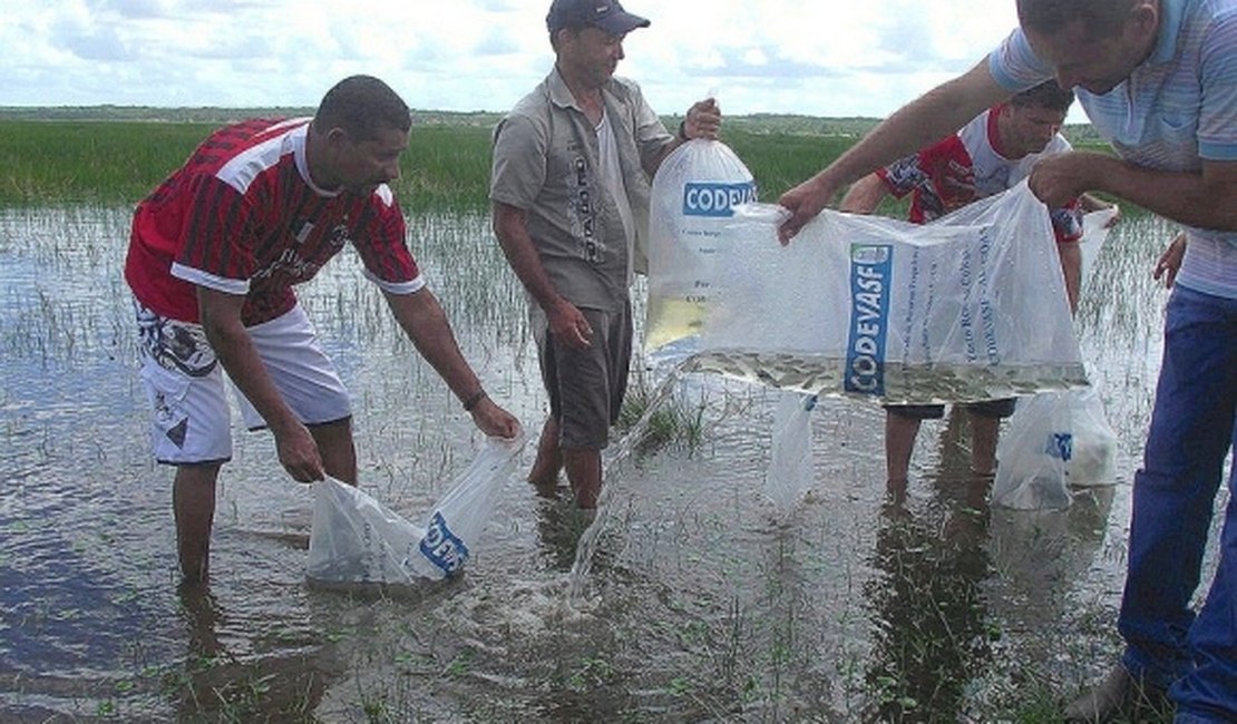 Codevasf repovoa ?Pantanal Alagoano? para beneficiar pesca