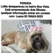 Família procura cadela desaparecida em Arapiraca 