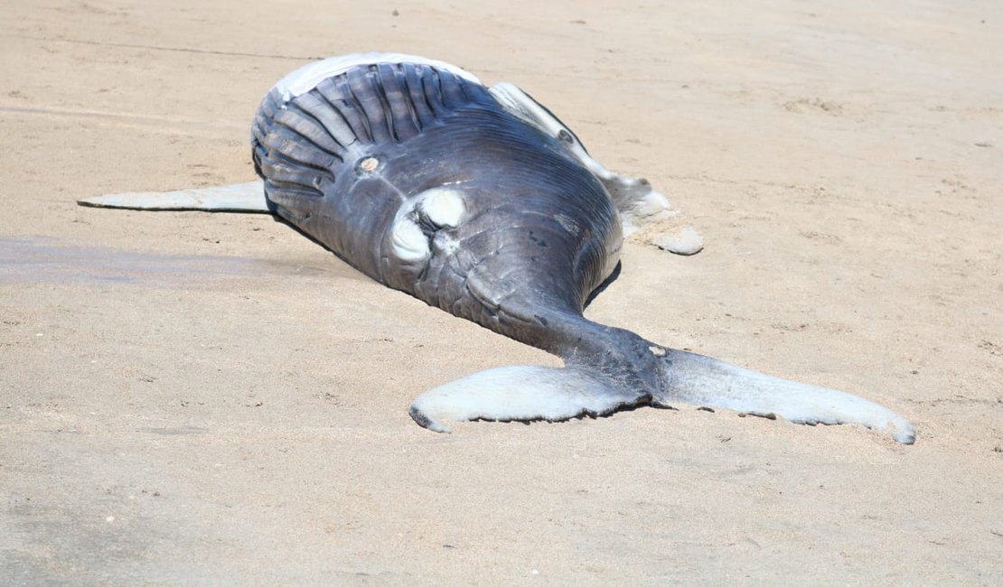 Filhote de baleia jubarte é encontrado morto em Maragogi