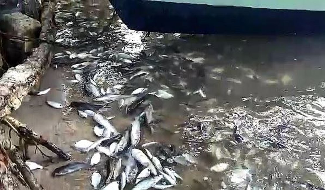 Fenômeno: milhares de peixes são encontrados mortos às margens da Lagoa Maguaba