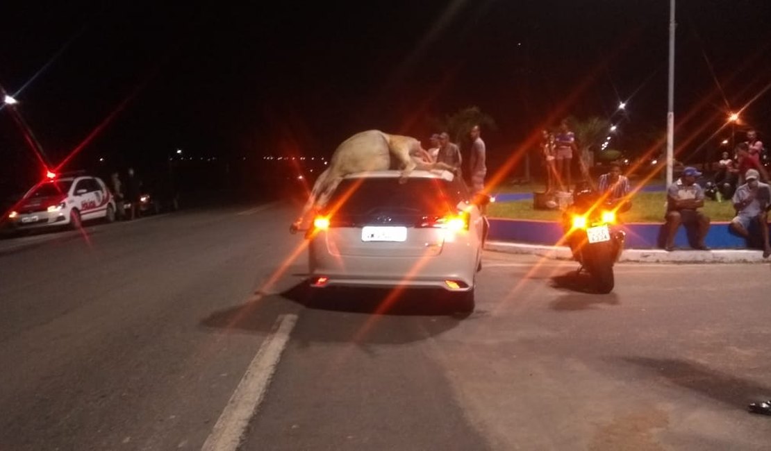 Colisão: Toyota Yaris atinge jumento na rodovia BR 316 e animal fica no teto do veículo