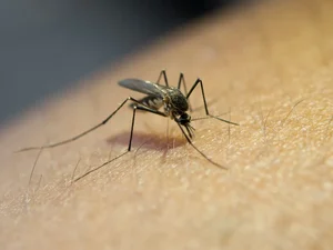 Brasil bate recorde de mortes por dengue; são mais de três milhões de casos