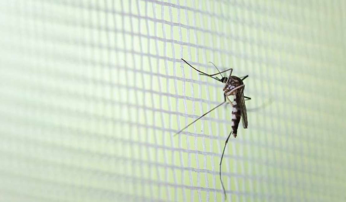 Os sinais que indicam nova alta da dengue no Brasil em 2020