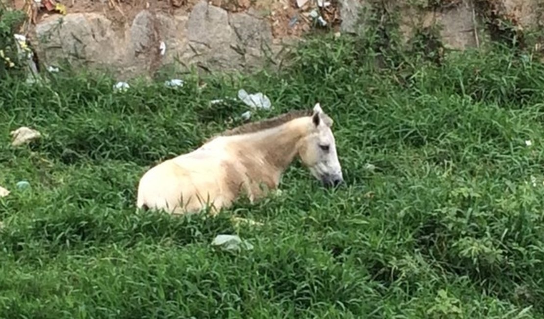 Cavalo é abandonado em riacho de Maceió