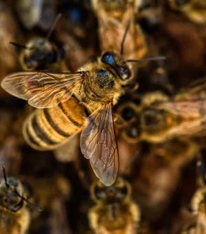 Bombeiros são acionados para realizar oito capturas de abelhas em menos de 24h