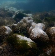 Parceria entre IMA e Ufal irá investigar causas do branqueamento de corais
