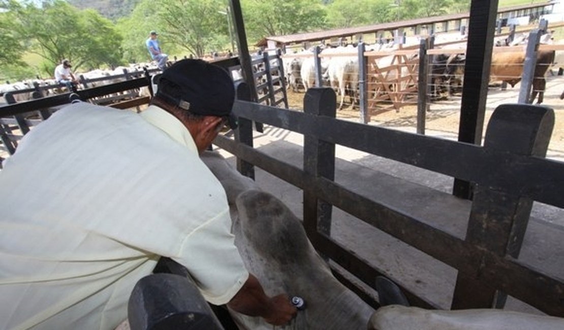 Adeal realiza vacinação assistida contra aftosa no município de Flexeiras