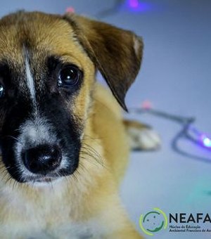 Publicitários fazem sessão de fotos de cães e gatos em campanha de Natal para o Neafa