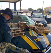 Motorista de caminhão é preso com 16 pássaros silvestre em São Sebastião 