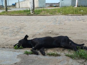 Jornalista resgata cachorro de rua atropelado, mas precisa de ajuda para arcar com as despesas do animal
