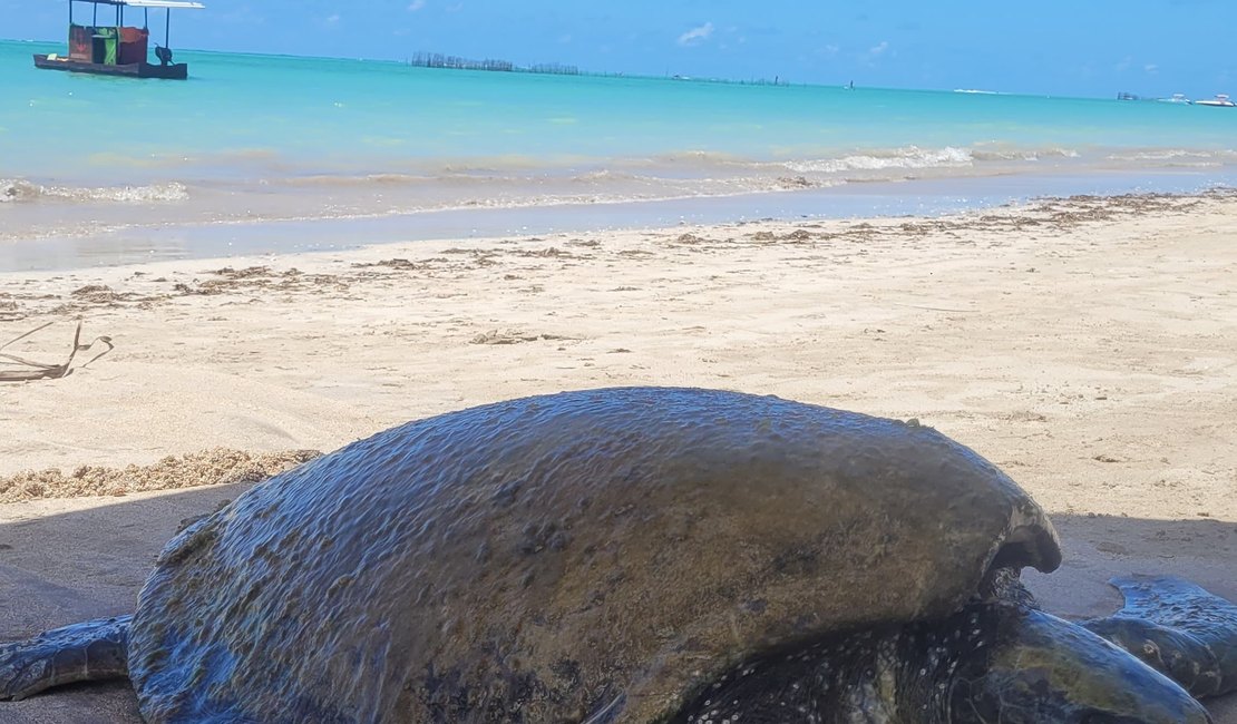 Tartaruga marinha é achada debilitada na Praia de Ponta de Mangue