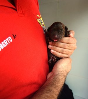 Nasce primeira ninhada de cães de salvamento de Alagoas