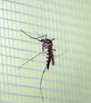 Chuvas deixam alerta para novos casos de dengue