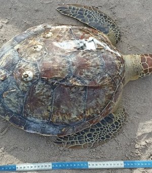 Tartaruga morre encalhada na Praia de Ponta Verde