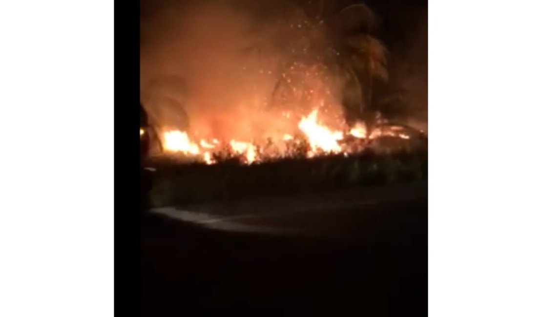 Incêndio atinge coqueiros de Ponta de Mangue em Maragogi
