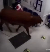 [Vídeo] Vaca irritada invade hospital e assusta pacientes