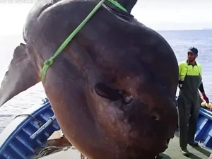 Gigante! Peixe-lua de 2t é achado por pescadores de atum - e volta ao mar
