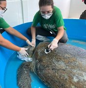 Tartaruga de 131kg é resgatada em São Miguel dos Milagres