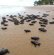 Começa temporada de desova das tartarugas marinhas no litoral alagoano
