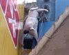 Animal é eletrocutado em fiação no Centro de Arapiraca e causa transtorno