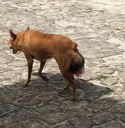Moradores pedem ajuda para cadela de rua em Penedo