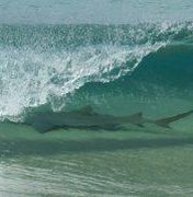 Tubarão é flagrado em onda na praia de Fernando de Noronha