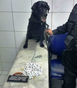 Cadela farejadora encontra drogas que estavam escondidas em matagal