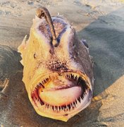 Raro 'monstro' do fundo do mar surge em praia da Califórnia; veja fotos