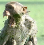 Macaco rouba e mata bebê de 12 dias na Índia