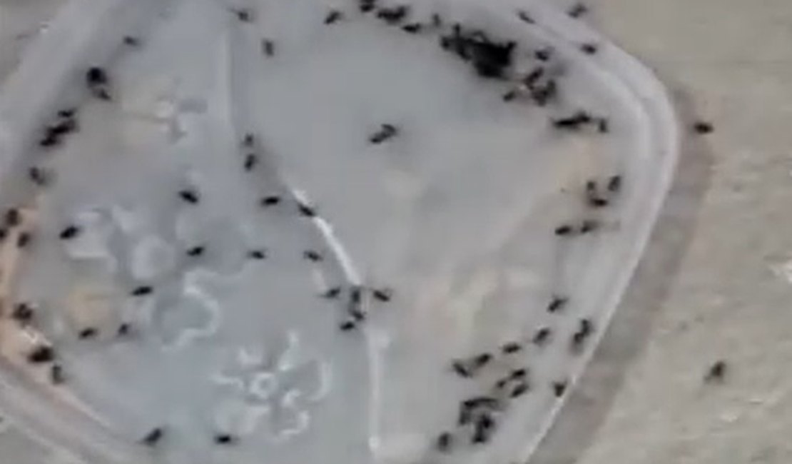Infestação de moscas incomoda moradores de União dos Palmares