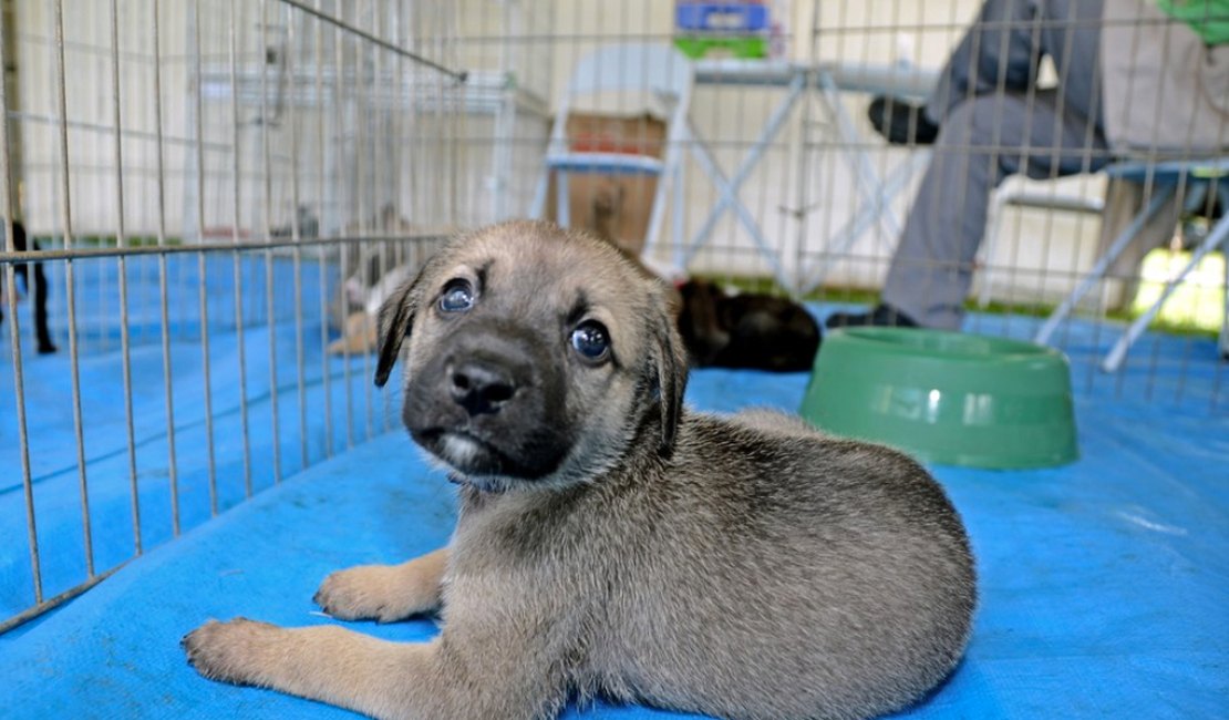 #Vemprobosque recebe feira de adoção de pets neste domingo (16)