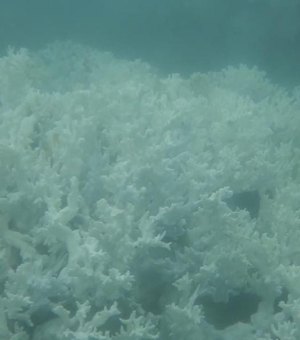 Pesquisadores registram branqueamento de corais em AL e avaliam impacto sobre peixes