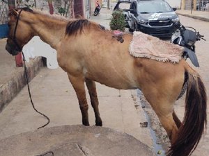 Homem é preso por maus-tratos a animal no município de Palmeira dos Índios