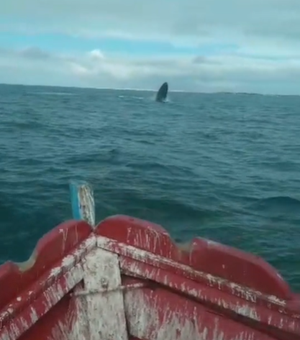 [Vídeo] Baleia Jubarte aparece nas águas mornas do Pontal do Peba e assusta pescadores no Sul de Alagoas
