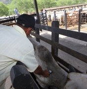 Adeal realiza vacinação assistida contra aftosa no município de Flexeiras