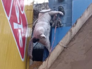 Animal é eletrocutado em fiação no Centro de Arapiraca e causa transtorno