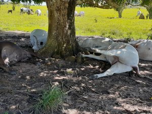Raio atinge árvore e mata bois e vacas que se abrigavam da chuva em Feira Grande