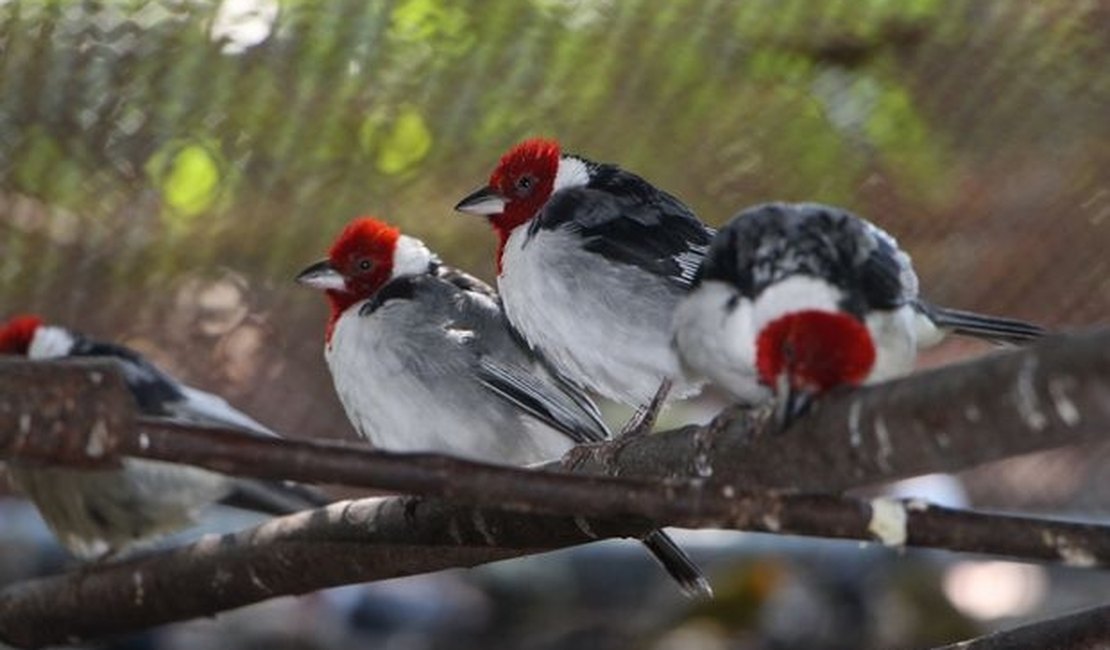 IMA convoca criadores amadores de aves nativas para regularização de pendências