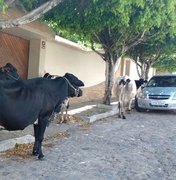 Vacas soltas em ruas de Arapiraca colocam motoristas e pedestres em risco