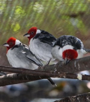 IMA convoca criadores amadores de aves nativas para regularização de pendências
